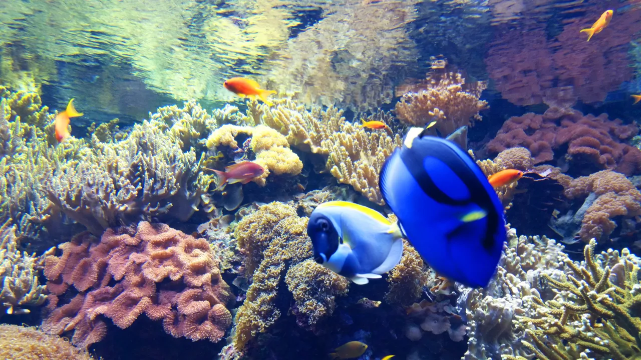 Exploring Sea Life Sydney Aquarium