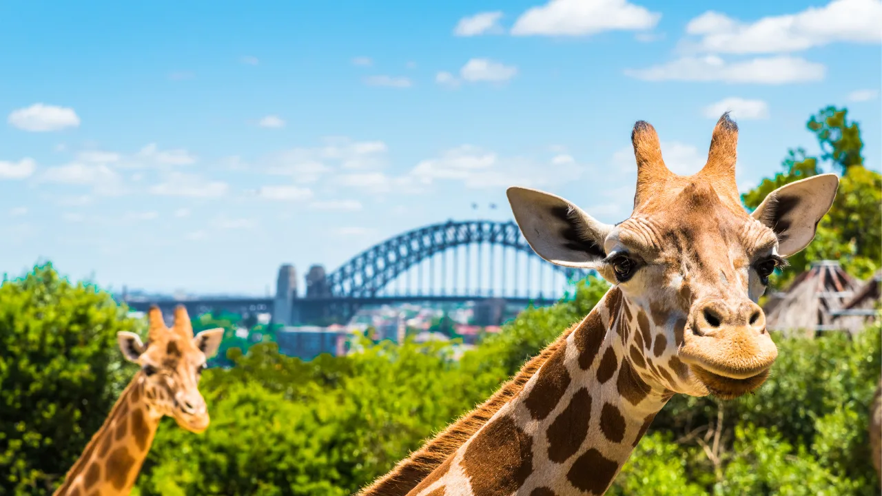 Taronga Zoo Sydney from Marco Polo Motor Inn Sydney Hotel