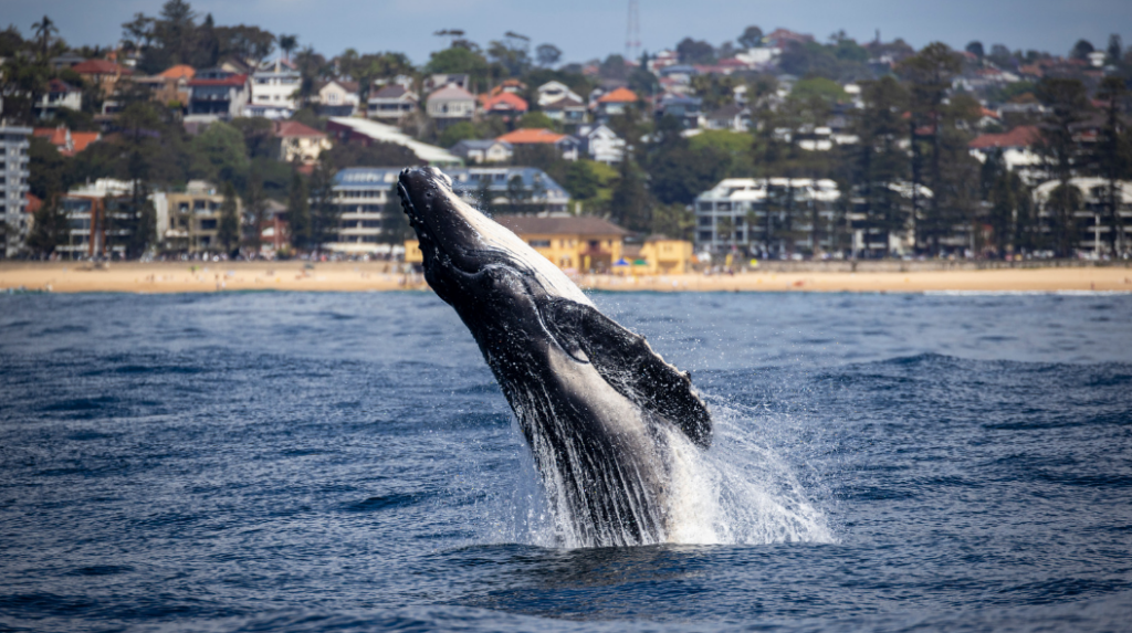 Sydney on a Budget : A Guide to Planning Your Trip 3 Sydney on a Budget