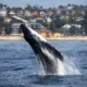 Sydney Harbour